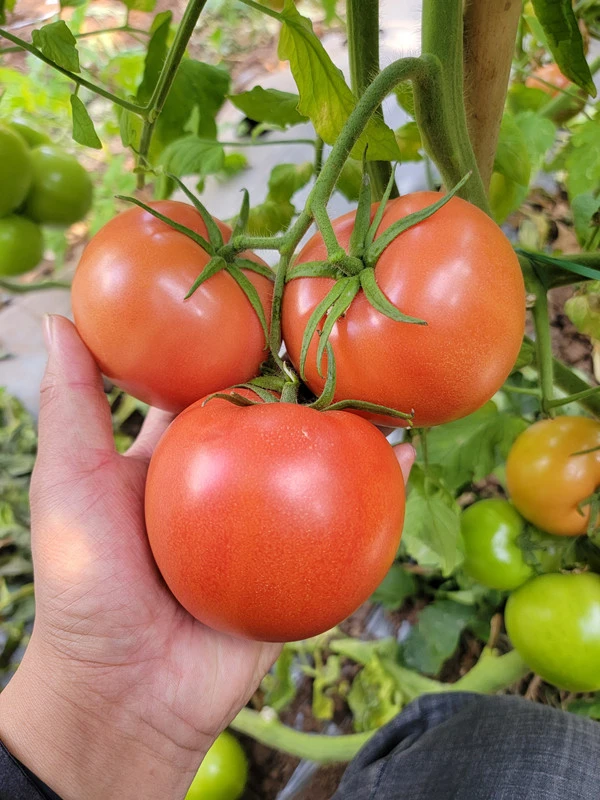 Roze tomatenrassen（TO-P71）
