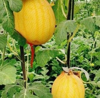 Semillas de Sandía de Cáscara Amarilla y Forma Ovalada WA-40(2)